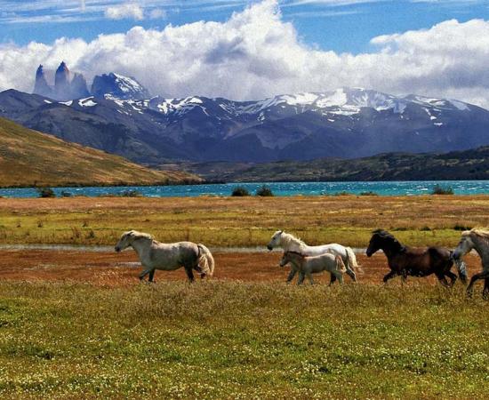 The new study shows how horses were domesticated by the Native Americans before the Europeans came. Source: André Ulysses De Salis