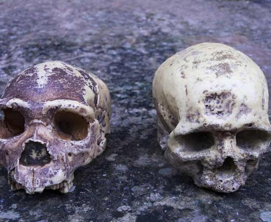 Neanderthal skull (left) compared with a modern human skull (right). A recent study has revealed that only 7% of human DNA is unique. The other 93% of human DNA is shared with our ancient “cousins” the Neanderthals and Denisovans.                     Source: procy_ab / Adobe Stock