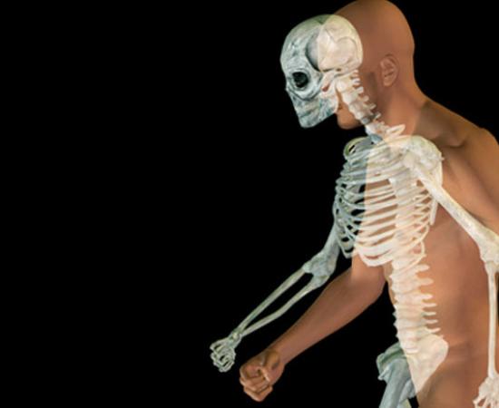 Human Body and Skeleton