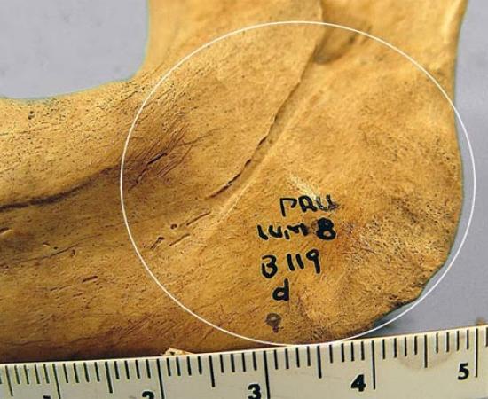 Human Bones - Aztecs ritual cannibalism