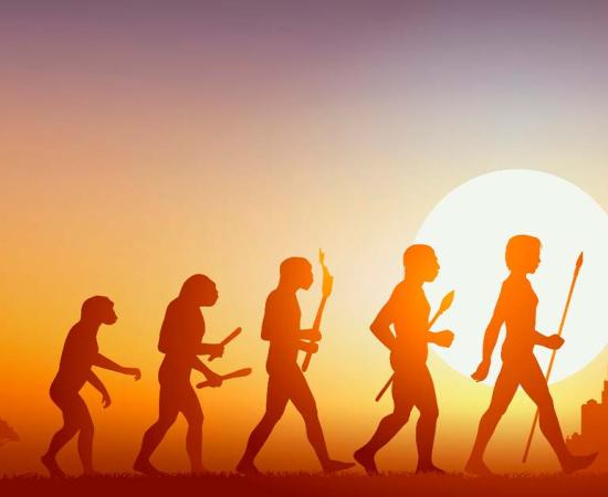Human evolution. Source: pict rider / Adobe Stock.