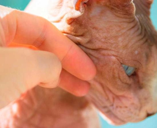Hairless cat and a human hand. Source: vita / Adobe Stock