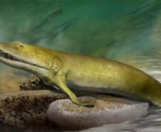 The fins of this fish played a role in the origins of the human hand. Source: Katrina Kenny, Author provided