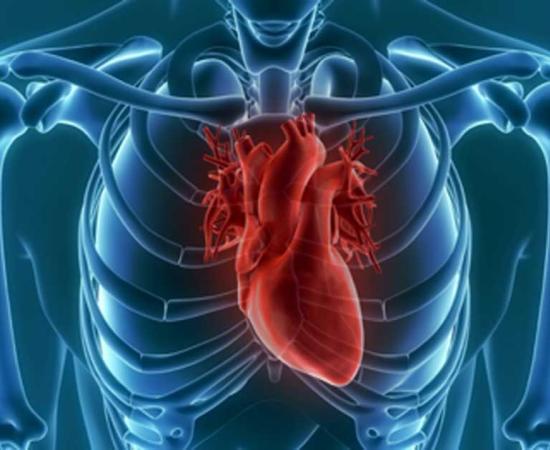 The human heart have evolved to be longer and thinner. Source: unlimit3d / Adobe Stock.