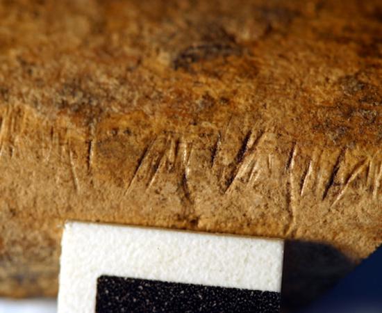 These 1.5 million year old fossil bones with cut marks from Koobi Fora, Kenya were used in the latest study to understand the evolution of the human meat diet, which revealed that the story is more complex and less meaty.	Source: Briana Pobiner / GWU