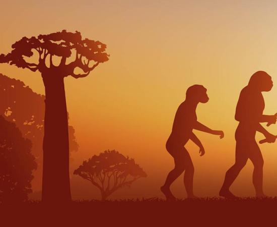 A new study finds that three different human species lived alongside each other. Source: pict rider / Adobe Stock.