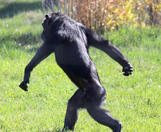 Chimpanzees walking on two legs has a pelvic swivel far larger than humans, increasing their stride.	Source: Chimpanzee Sanctuary Northwest