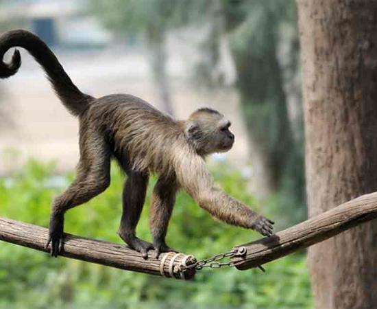 Why is it that hominoids have experienced tail loss, while other primates have not? Source: v_blinov / Adobe Stock