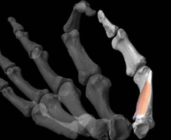 Researchers used 3D modeling software to reconstruct ancient hands and then added the critical human thumb muscle to the model.