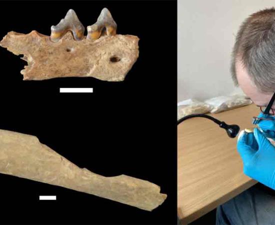 Analysis of over 1,000 animal bones from Ranis showed that early Homo sapiens processed the carcasses of deer but also of carnivores, including wolf. Source: Geoff M. Smith / CC-BY-ND 4.0 / Nature 