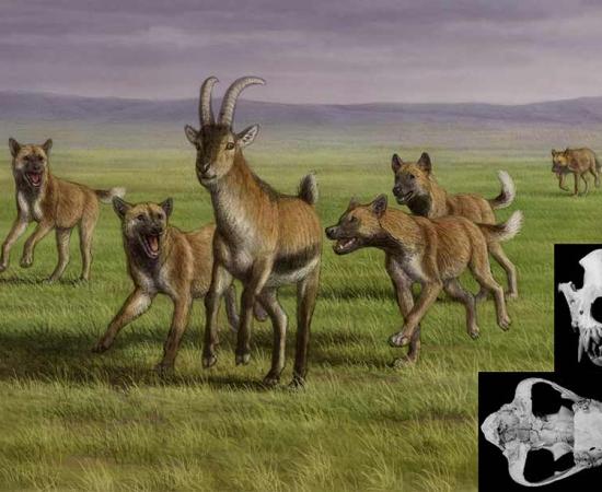 A pack of Eurasian hunting dogs, like the one discovered at Dmanisi, chasing prey, while a disabled member of the pack is running far behind; incapable of contributing to the hunt, its survival depends on the pack-mates. Source: Mauricio Antón / Nature