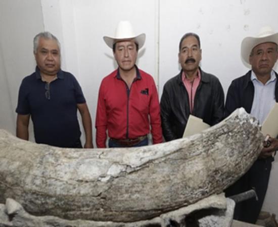 Mammoth tusk found with the local residents who made the discovery.        Source: El Quito Medio
