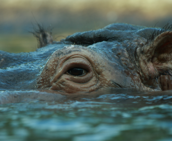 A Hippopotamus. Source: Aintschie / Adobe Stock.