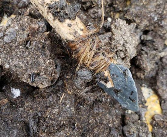 Point of a throwing spear used by an indigenous hunter 1,000 years ago. It was discovered in a Yukon ice patch.