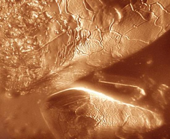 Invisible Life Forms Earth