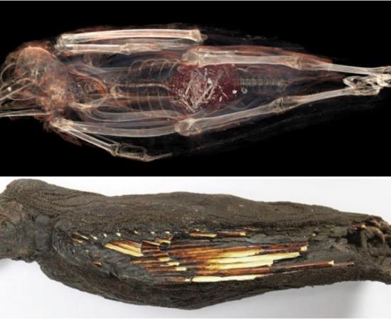 Top: The tail of an animal can be seen in the innards of this kestrel mummy in a CT scan. (Stellenbosch University photo). Bottom: The mummified kestrel 
