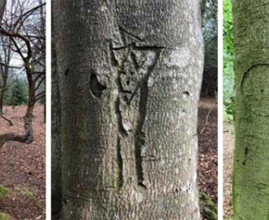 Examples of a king’s mark, person, and witch mark carved into trees in the New Forest, Hampshire, England. Source: New Forest National Park