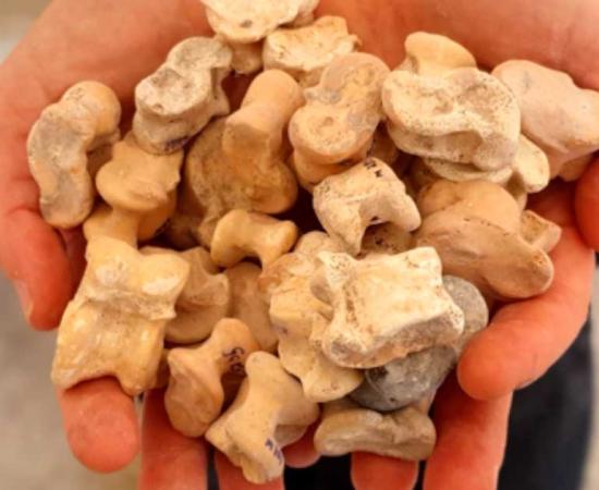 These knucklebones from the Hellenistic period, from roughly 2,300 years ago, were recently unearthed in central Israel in an area closely connected with the First Temple period. Source: Israel Antiquities Authority