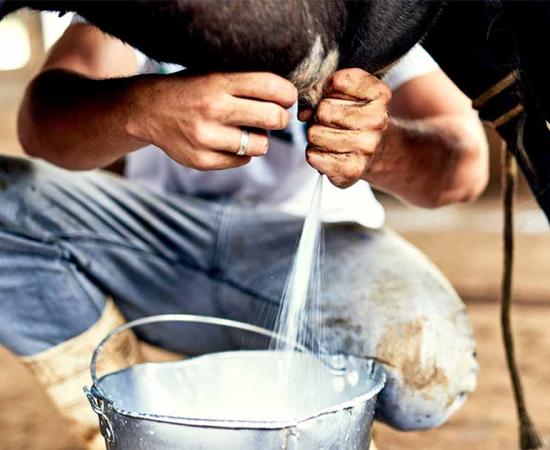 Farmer milking cow. Source: peopleimages.com / Adobe Stock