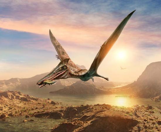 Fossilized bones of the largest pterosaur or flying reptile ever found in South America, about the size of a yellow school bus, have been found in the western mountains of Argentina.		Source: warpaintcobra / Abobe Stock
