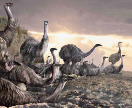Giant elephant birds, once the largest birds in the world, may have coexisted with people for millennia. 
