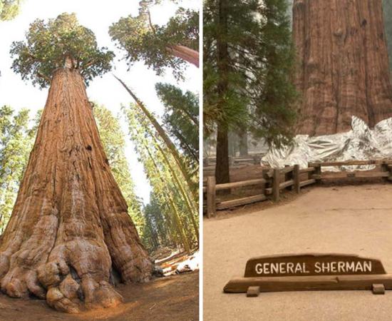 General Sherman, the world’s largest tree (Jim Bahn/CC BY 2.0), has been wrapped in a fireproof blanket. (Sequoia and Kings Canyon National Parks)