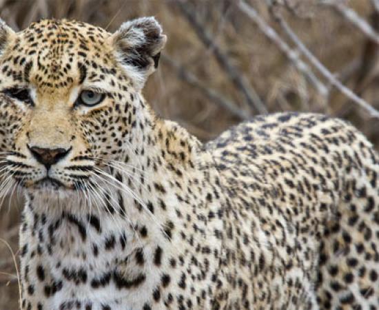 Leopard Trap Discovered in Israel