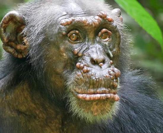 A chimpanzee named Woodstock with leprosy in Ivory Coast. Source: Tai Chimpanzee Project