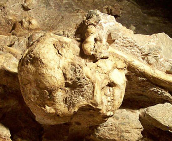Detail of Little Foot's skull still in place in Sterkfontein Cave. 