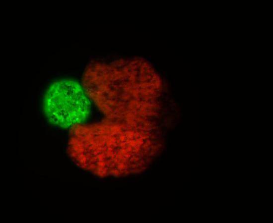 The living robots created by scientists in a lab using computer AI can swim around in liquids by beating small hairs on their surface.	Source: Tufts University