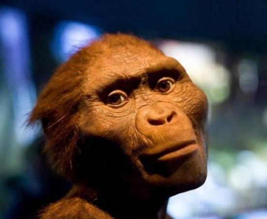‘The Hidden Treasures of Ethiopa’ exhibit at Houston Museum of Natural Science featuring a model of “Lucy”, Australopithecus Afarensis. 