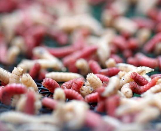 Caterpillar maggot could be used in re-emerging maggot medicine. 