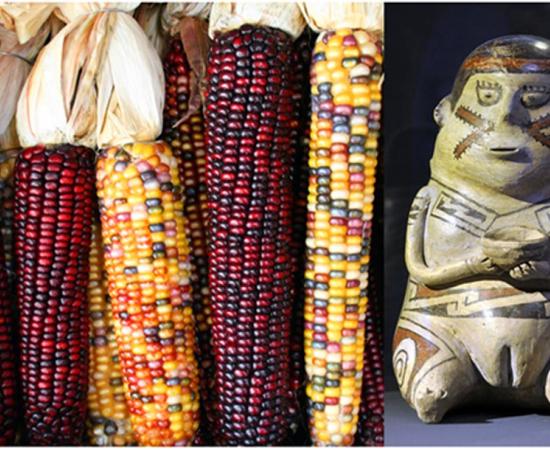 Examples of variegated maize ears and a figurine from the Casas Grandes culture c. 1200 - 1450. 
