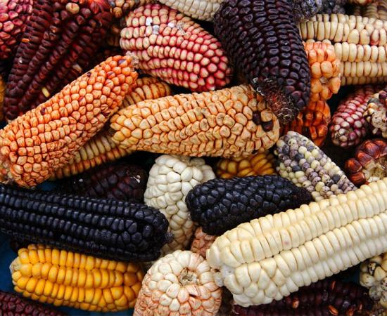 Ancient Burial Brings New Date Of First Maize Use In Mesoamerica