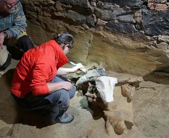 Thomas Einwögerer and Hannah Parow-Souchon preparing the bones for recovery from the basement. Source: Yannik Merkl/OAW)