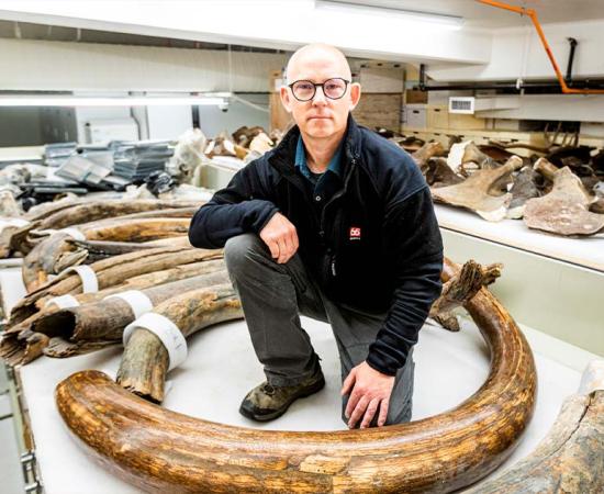 Matthew Wooller, professor in the UAF College of Fisheries and Ocean Sciences, sits among mammoth tusks in the collection at the University of Alaska Museum of the North. Source: JR Ancheta/UAF