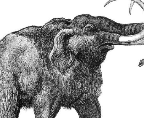 Extinct Animals