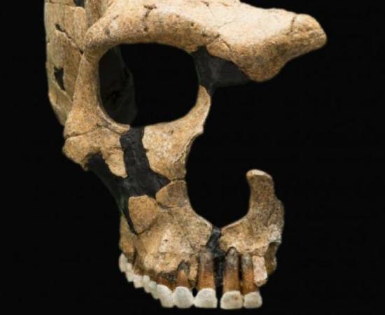 A Neanderthal skull shows head trauma, evidence of ancient violence. Smithsonian National Museum of Natural History