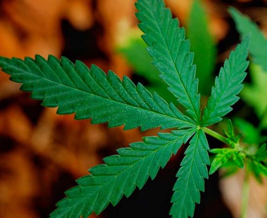 A leaf from the cannabis plant. Source: Kampanat/Adobe Stock