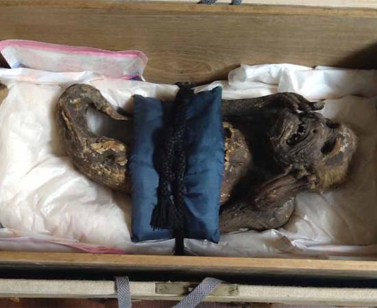 The Enjuin temple mermaid mummy which has now been exposed as a hoax. Source: Kurashiki University of Science and the Arts
