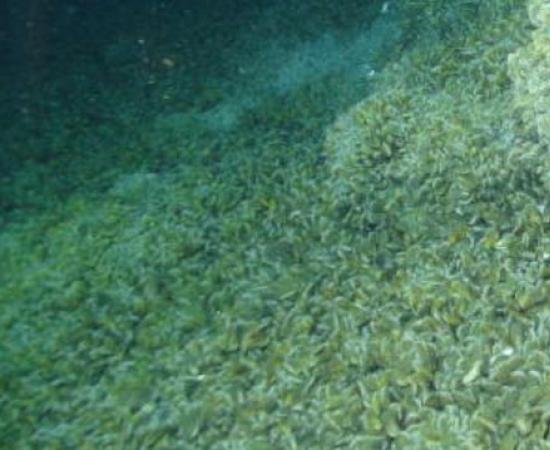 New Methane Ecosystem