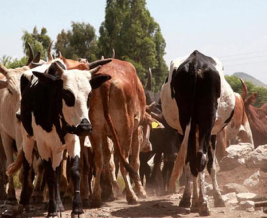 Digesting Milk in Ethiopia