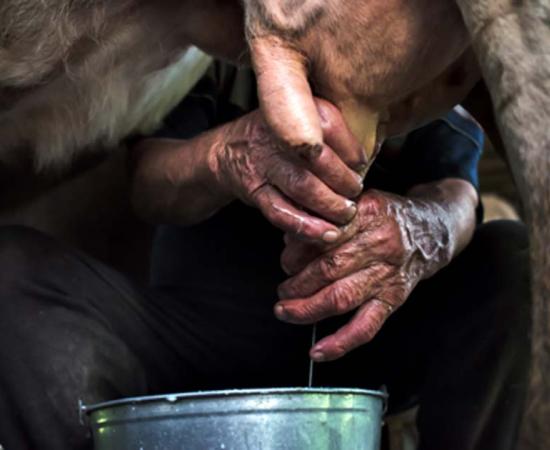 Milking a cow. Credit: stanislavss / Adobe Stock