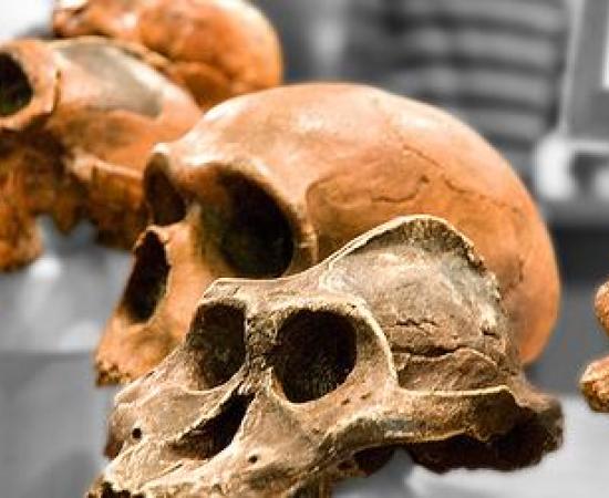 Million year human ancestors