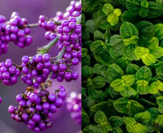 Beautyberries (left) have revealed insights about mint family composition. Source: Left: Tom Cardrick / Adobe Stock; Right: Public Domain