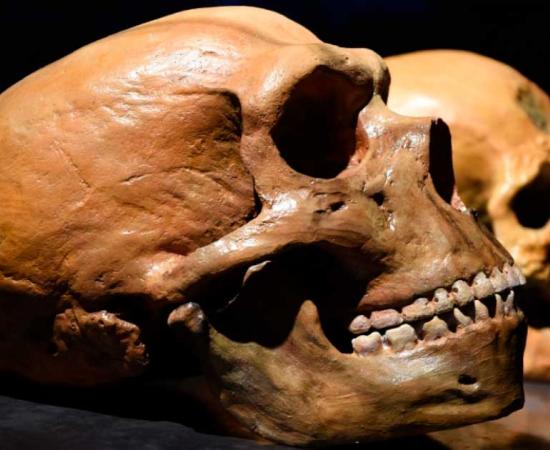 Neanderthal and modern human skulls. Source: Bruder / Adobe Stock