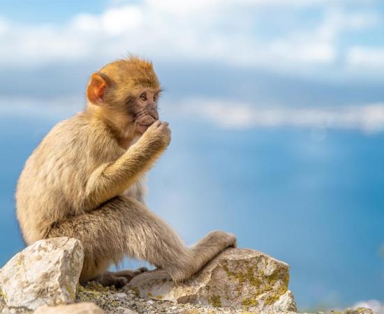 34 million-year-old monkey teeth found in Peru indicate they crossed the Atlantic from Africa.            Source: edojob / Adobe Stock