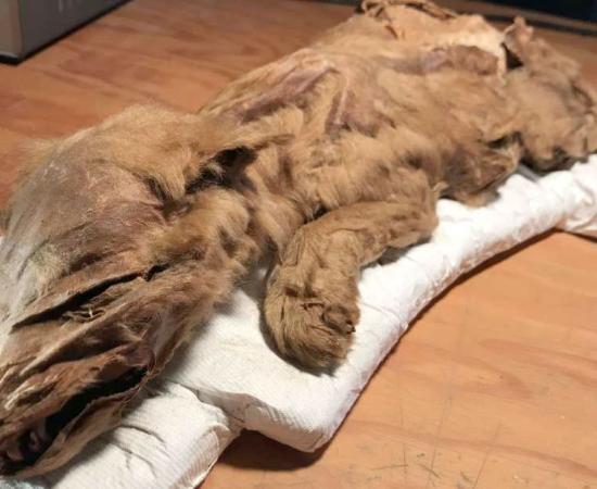 Mummified wolf-cub found in Yukon 