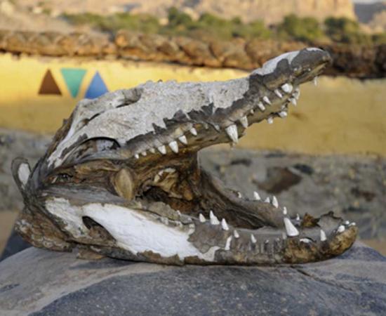 Research indicates Nile crocodiles were hunted specifically for crocodile mummification rituals.  Source: quasarphotos / Adobe Stock