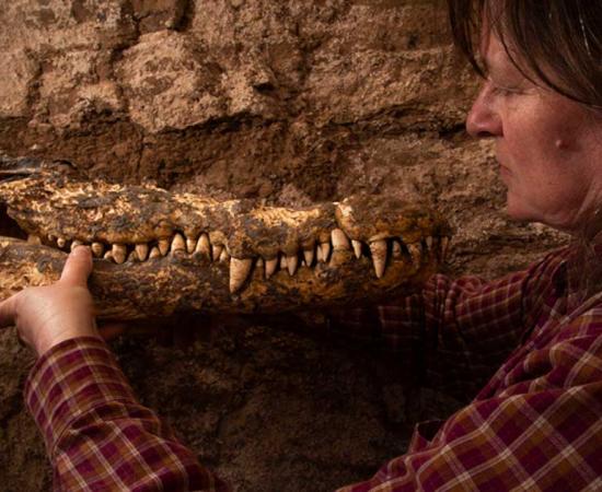 Bea De Cupere from the Royal Belgian Institute of Natural Sciences with one of the mummified crocodiles. Source: Patricia Mora Riudavets / Royal Belgian Institute of Natural Sciences